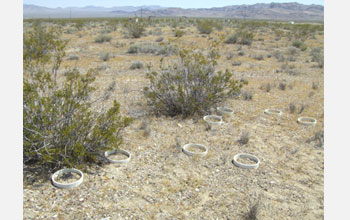 Photo of soil collars resting in the spaces between plants and under evergreen shrubs.