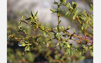 Photo showing a shrub turning a bright green after a rain in the Mohave.