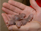 Photo of naked mole-rats in the hands of biologist Thomas Park.
