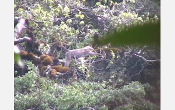 Video of highland mangabey in its native habitat