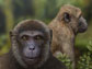 an artist's reconstruction of Rukwapithecus (front, center) and Nsungwepithecus (right).