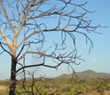 Trees and open land in the Rukwa Rift Basin of southwestern Tanzania.