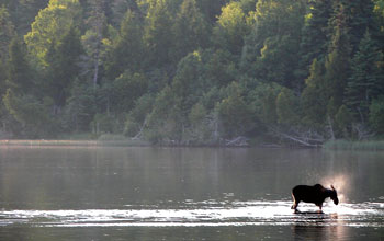 Photo of a moose in the water on the shoreline of Isle Royale.