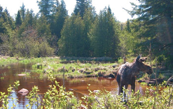 Photo of a moose in water at the shoreline of a body of water at Isle Royale.