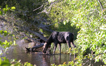 Photo of a moose feeding in a small body of water with vegetation in foreground on Isle Royale.