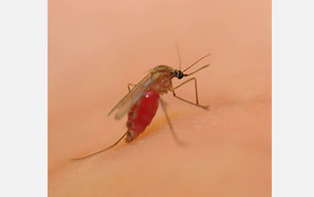 Image of Culex quinquefasciatus mosquito.