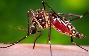 mosquito on skin