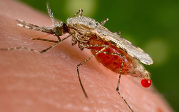 Close up of mosquito on skin