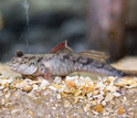 photo of a mudskipper fish