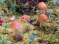 Photo of mushrooms, sphagnum moss and cranberry.