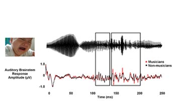 An illustration showing how musicians process sound differently from non-musicians.