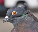 An Indian fantail with a head crest called a peak crest.