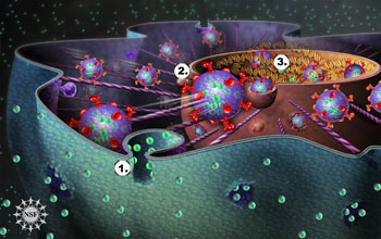 Material is transported from outside of the cell to cell nucleus.