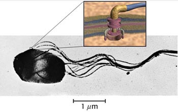 Photomicrograph showing a Salmonella bacterium, an analogue for powering of nano-machines.