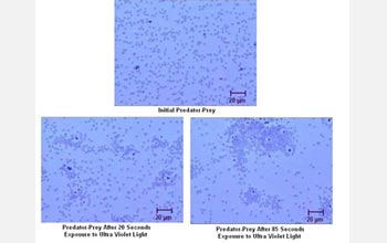 Two different particles engage in phototaxis predator-prey movement.