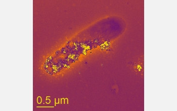 A bacteria cell living in a no-oxygen environment "breathes" using mineral nanoparticles.