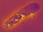 A bacteria cell living in a no-oxygen environment 