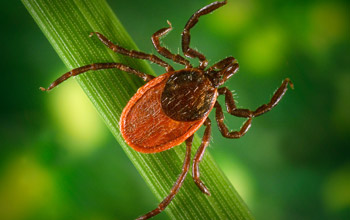 closeup image of a tick