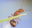 A newly emerged fire ant queen
