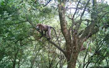 a Guizhou golden monkey in China taken by an automatic infrared camera.