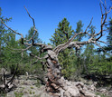 A dired Siberian pine tree in central Mongolia