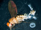 Photo of a dissected Drosophila fly parastized by a nemotode.