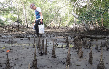 Daphne Fautin searches for new organisms while conducting a marine survey.