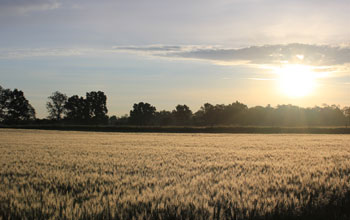 Dawn breaks over fields.