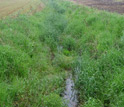 Photo of a Michigan stream flowing through an agricultural landscape.