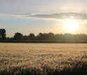 Dawn breaks over fields.