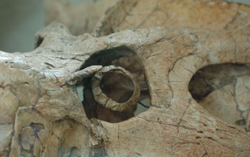 Photo showing a close-up of the eye socket and ring of the dinosaur Protoceratops.
