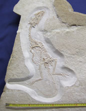 Photo of the skeleton of the small carnivorous dinosaur Juravenator starki.