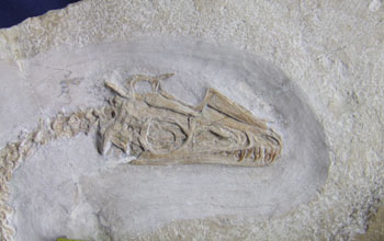 Photo showing a close-up of the skull of the nocturnal Juraventor.