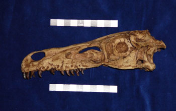 Photo of the skull of the nocturnal carnivore Velociraptor mongoliensis.