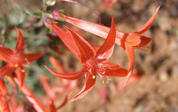 Photo of the red trumpet-like flowers of Scarlet gilia.