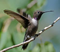 Photo of a black-chinned hummingbird with unfurled wings perching on a branch.