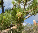 Photo of a piñon pine showing its pine cone.