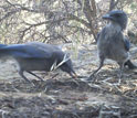 Photo of Western Scrub Jays feeding on pinon pine seeds.