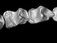 Composite lower dentition of the 37-million-year-old primate Nosmips from northern Egypt.