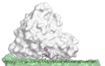 Illustration of the T. aurantiacus LPMO (gray) with cellulose