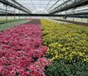 Photo of a geothermally heated greenhouse.