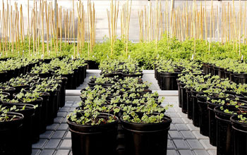 Medicago truncatula in the Samuel Roberts Noble Foundation greenhouse, Ardmore, Okla.