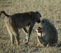 An adult female greets a companion who has a new infant.