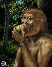 Illustration of Paranthropus boisei, also called Nutcracker Man, eating fruit.