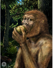 <em>Paranthropus boisei</em>, also called the "Nutcracker Man," enjoys a piece of deliciou