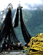 Studies suggest tuna boats like this one may soon have no fish to catch.