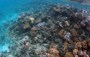 coral reef that rings the island of M'oorea.