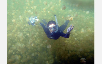 Photo of scientist Kakani Young of Caltech using a new particle image system in Jellyfish Lake.