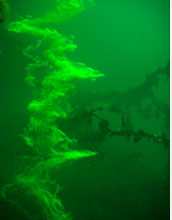 Photo showing harmless dye that tracks Jellyfish Lake water flow.