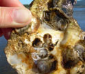 Close-up image of an oyster at a hatchery in Oregon
